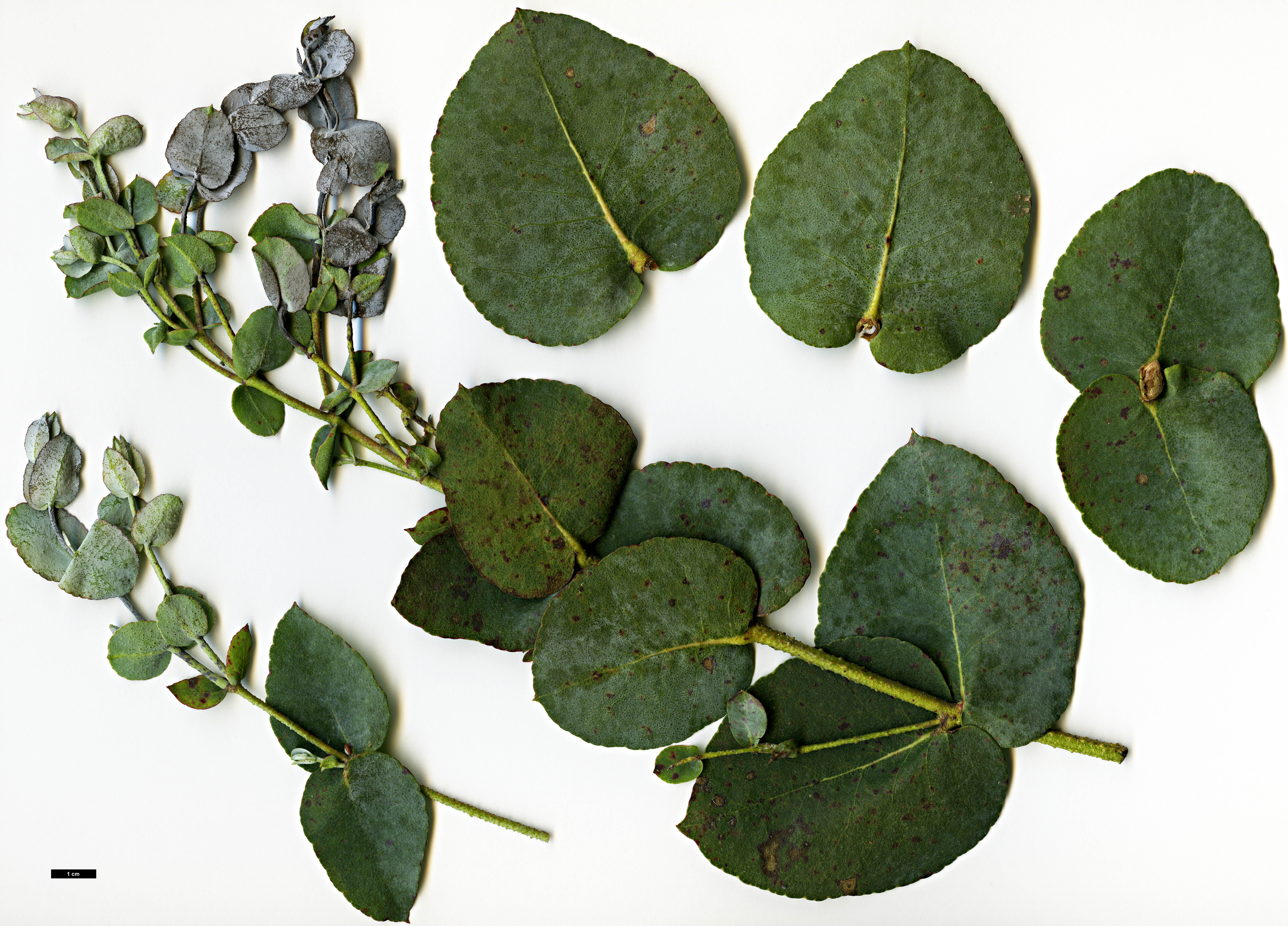 High resolution image: Family: Myrtaceae - Genus: Eucalyptus - Taxon: cordata - SpeciesSub: subsp. cordata